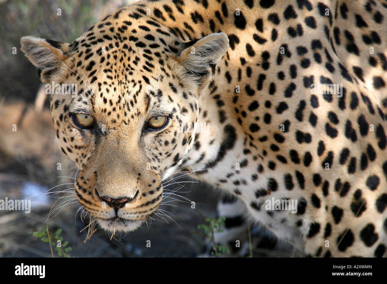 Leopard Big Cat, Namibia Foto Stock