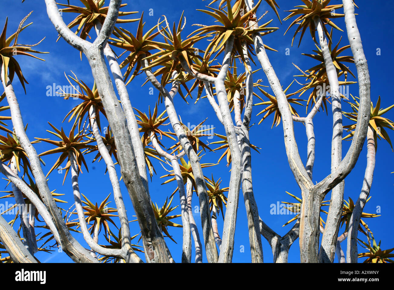 Per Quiver Tree Forest Namibia Foto Stock