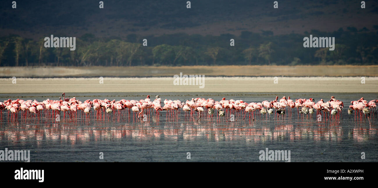 Flamingo Ngorongoro Crater Lake Tanzania africa Foto Stock