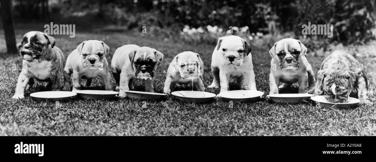 Il 1° luglio 1931 questo fotografo inglese ha riassunto questi sette cuccioli di bulldog sotto la didascalia Una bella cucciolata di poco serviva ai posteri, tuttavia, le informazioni a cui Miss Marjorie Elliott intendeva mostrare i giovani canini una mostra canina a Richmond più tardi quel mese Unter dem Titel Ein feiner Wurf Portraetiert ein englischer Fotograf diese sieben Bulldoggenwelpen AM 1 Juli 1931 Von geringem Nutzen fuer die Nachwelt ist jedoch die Information Dass Miss Marjorie Elliott den Wurf noch im gleichen Monat auf einer Show a Richmond ausstellen Wird Curious Moments S 307 Foto Stock