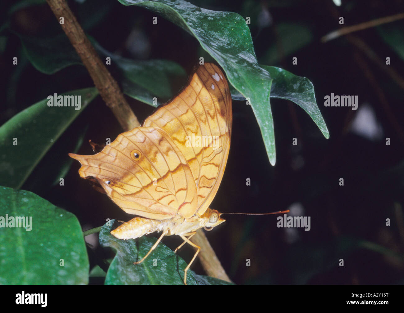 Cruiser Butterfly (Vindula arsinoe) Foto Stock