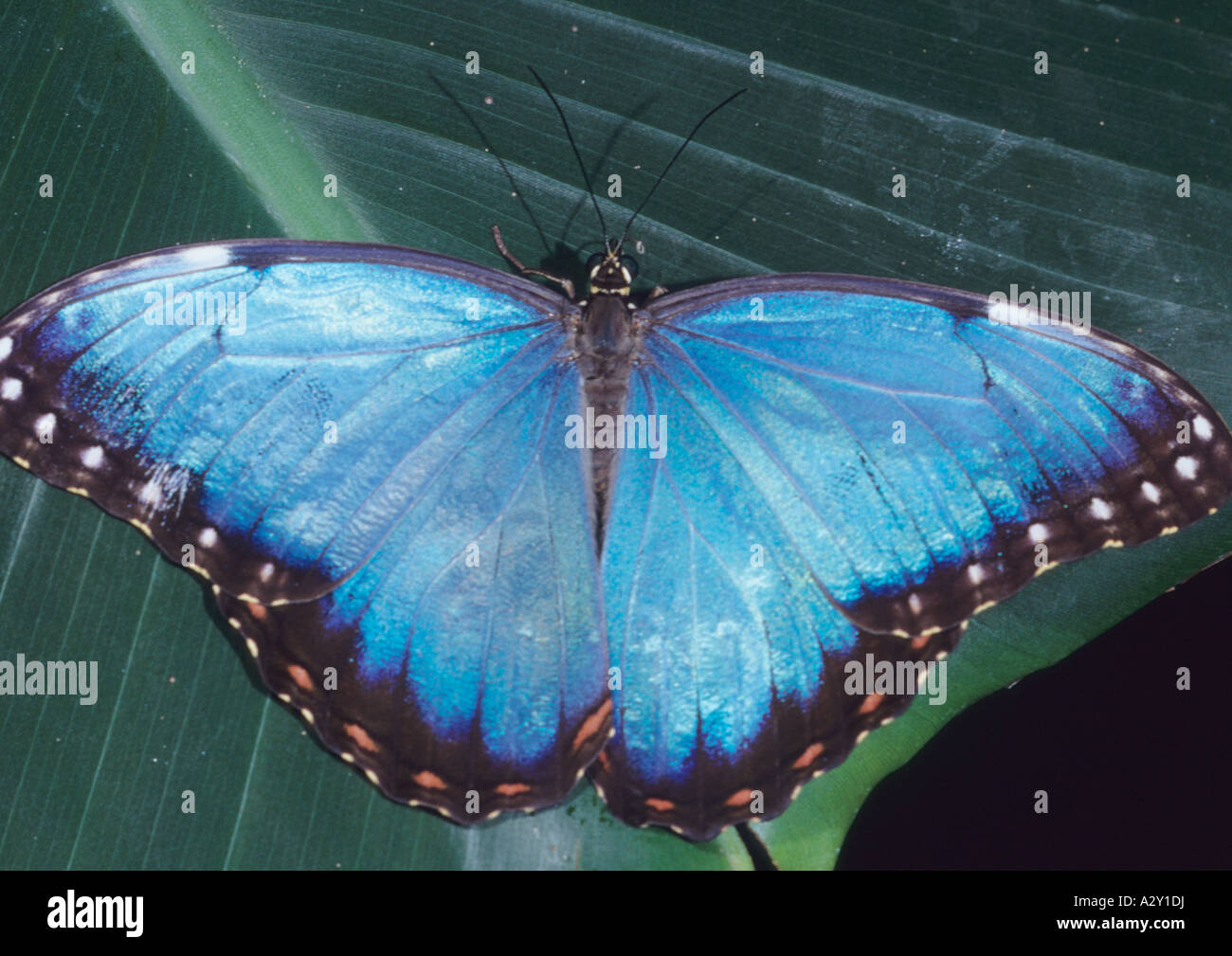 Morpho peleides farfalle tropicali Foto Stock