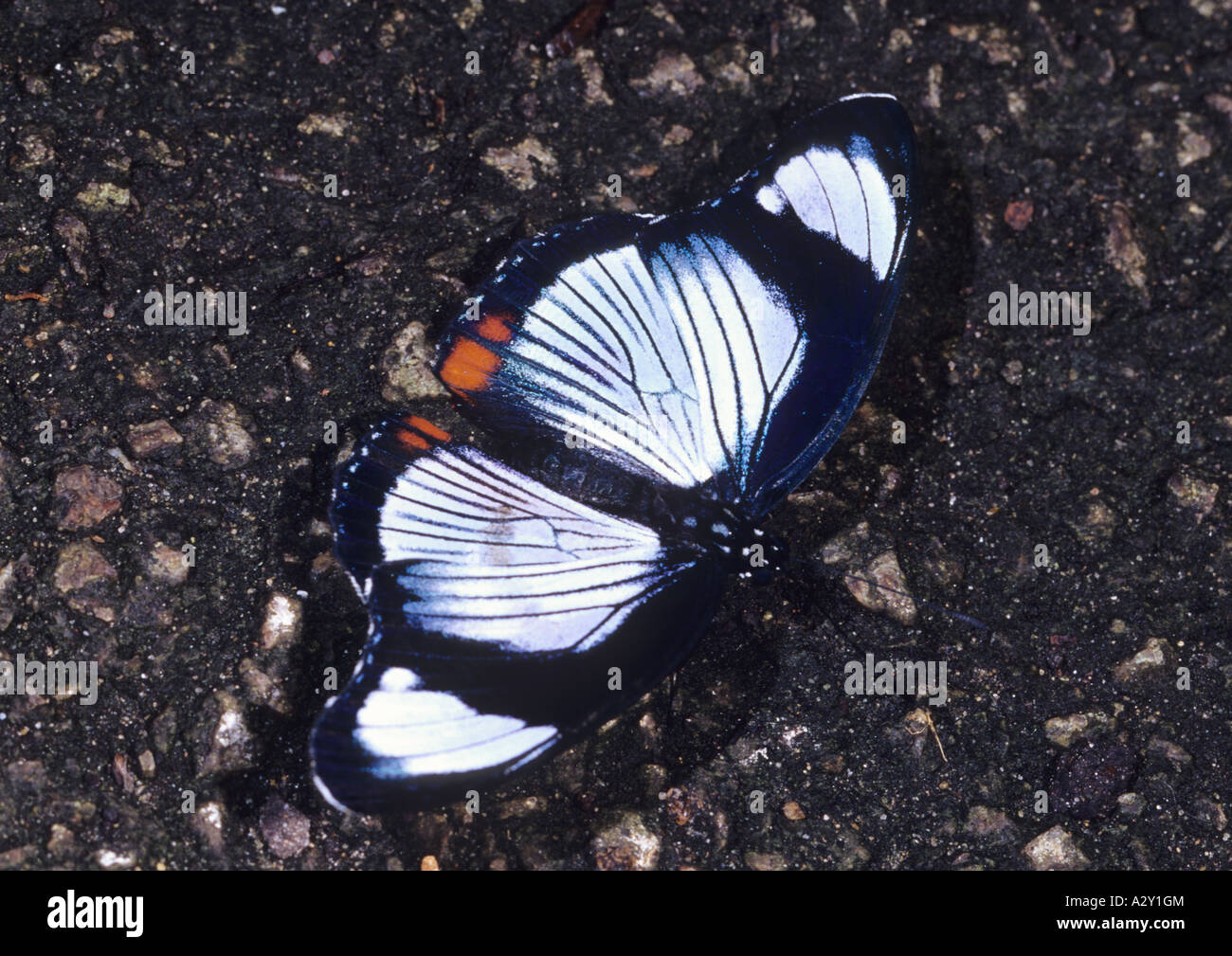 Diadema Red-Spotted butterfly (Hypolimnas usumbara) Foto Stock