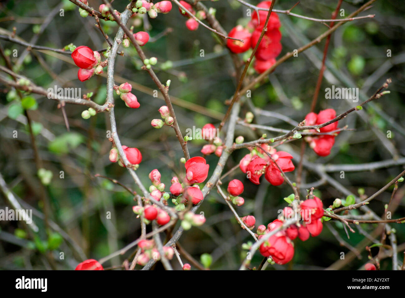 Chaenomeles speciosa a metà gennaio Foto Stock