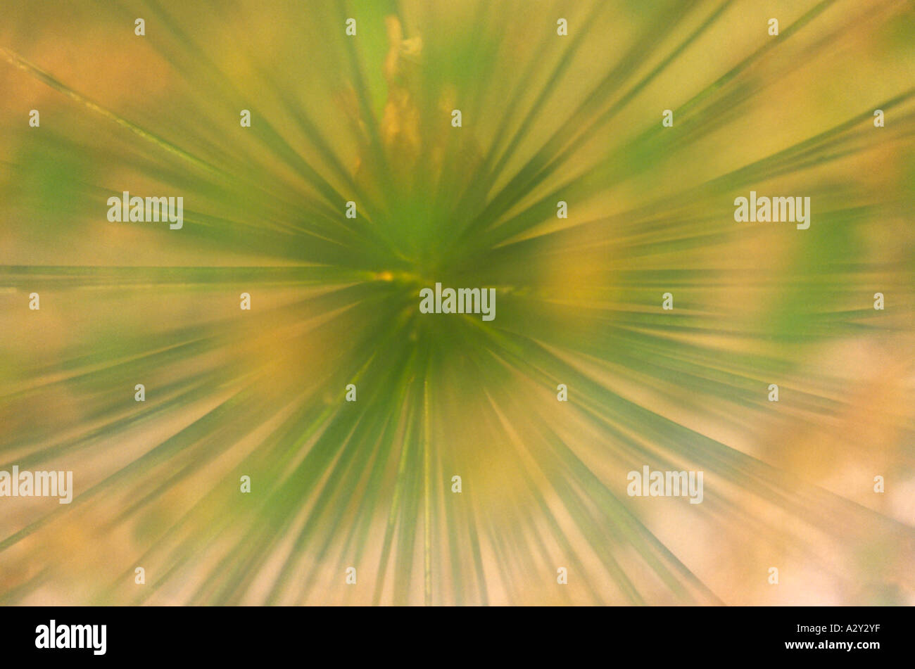 Close up macro immagine di verde allium fiore Foto Stock