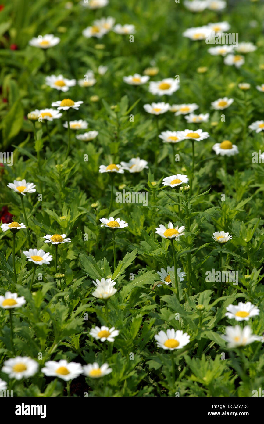 Crisantemo giallo fiore del paesaggio vegetale placida pacifica serena tranquilla bella vita arbusti bianco cluster Foto Stock