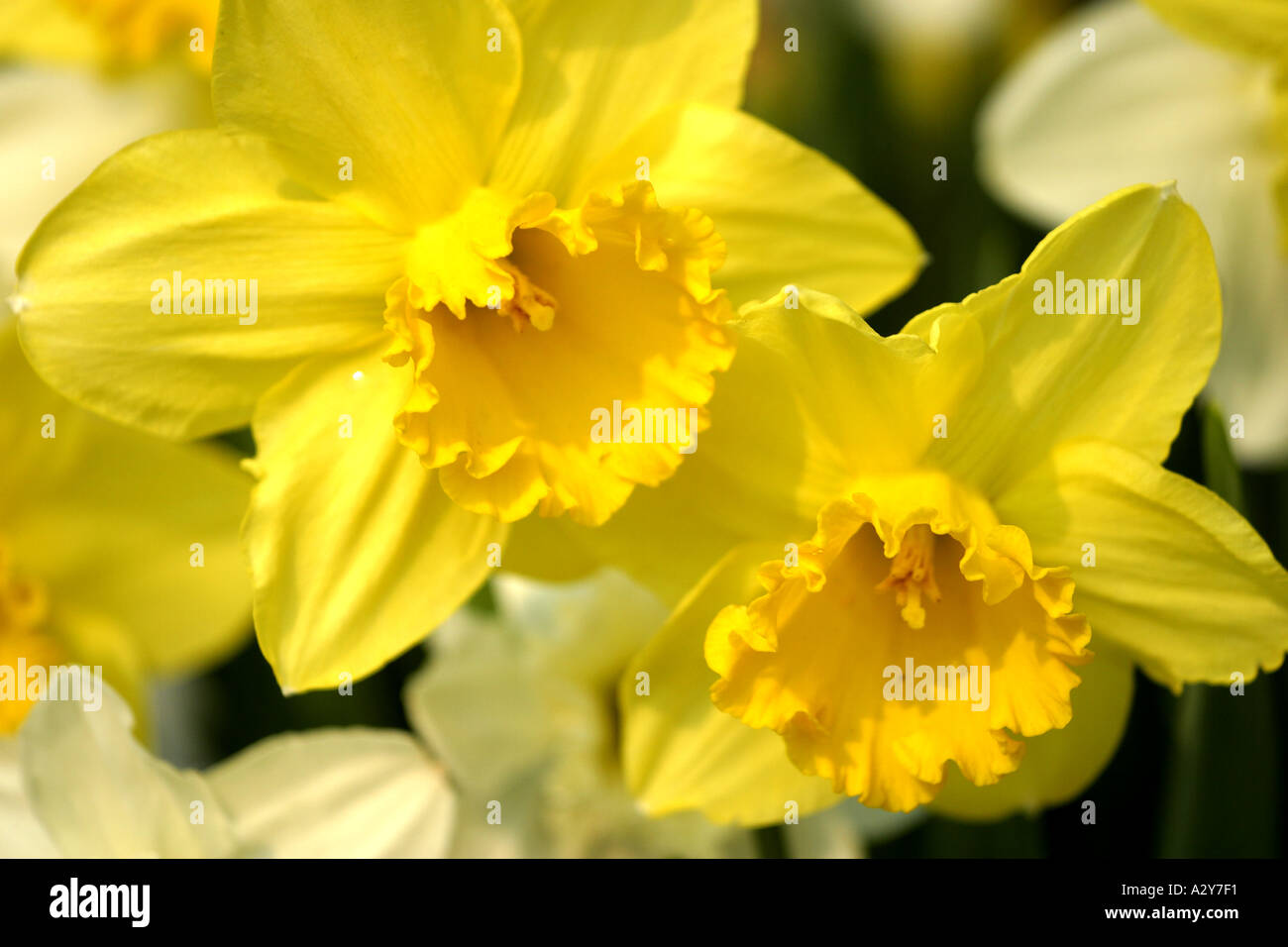 Arbusti di fiori di orchidea gialla fiore del paesaggio vegetale placida pacifica serena tranquilla bella vita arbusti bianco cluster Foto Stock