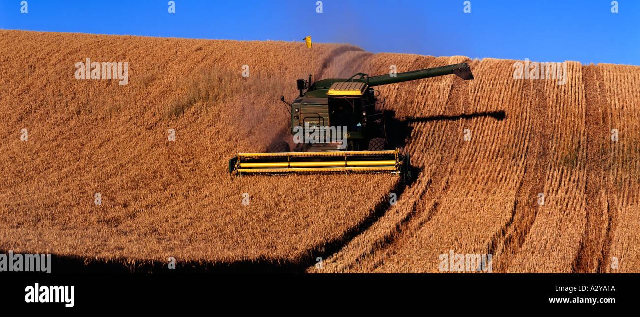 La raccolta di frumento con una mietitrebbia vicino Colfax nel Palouse graingrowing area di Washington orientale Foto Stock