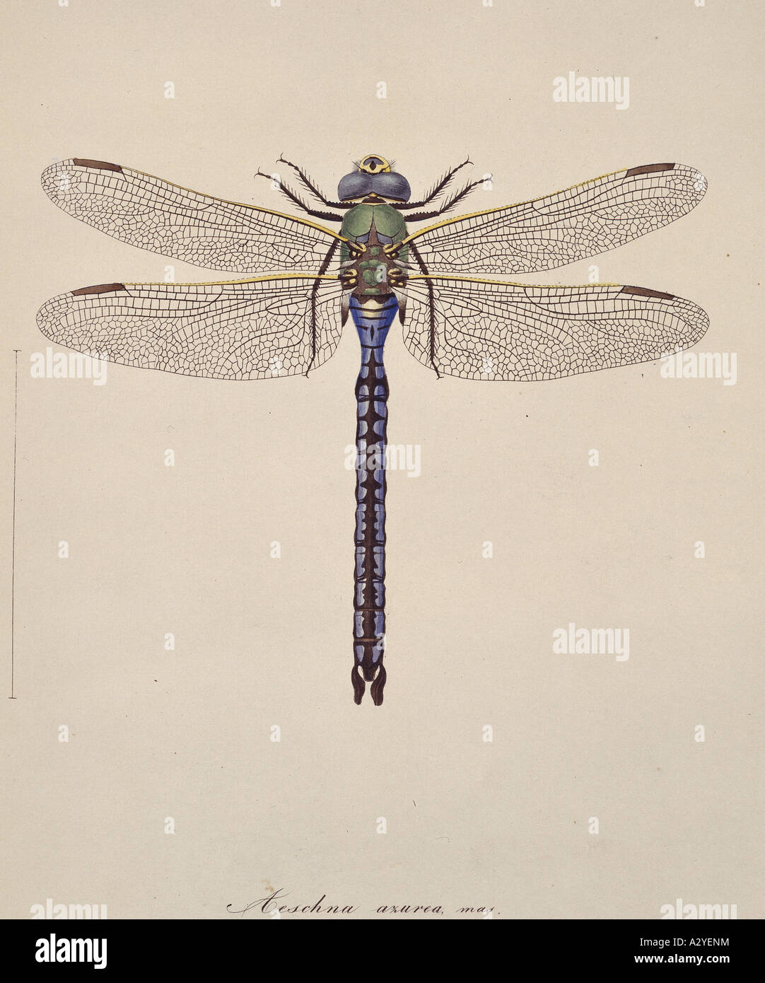 Aeshna sp libellule Foto Stock