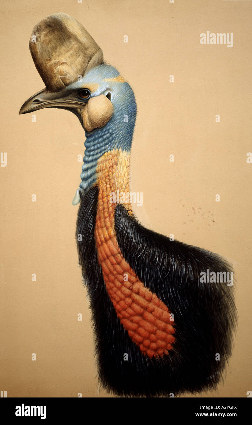 Casuarius unappendiculatus casuario settentrionale Foto Stock