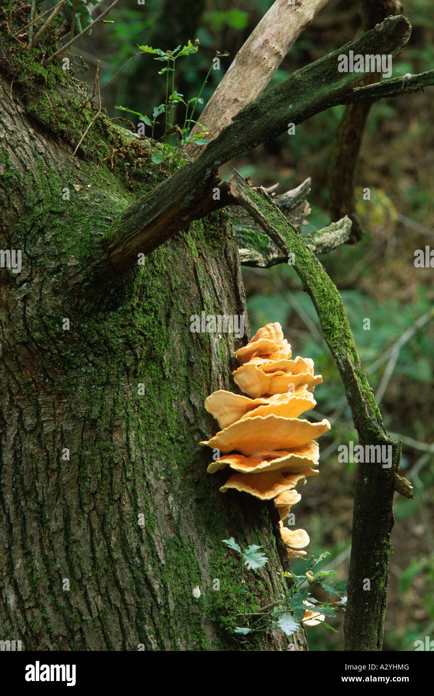 Pollo di boschi funghi (Laetiporus sulpureus) crescono fuori di una spaccatura nel tronco di un anziano quercia. Foto Stock