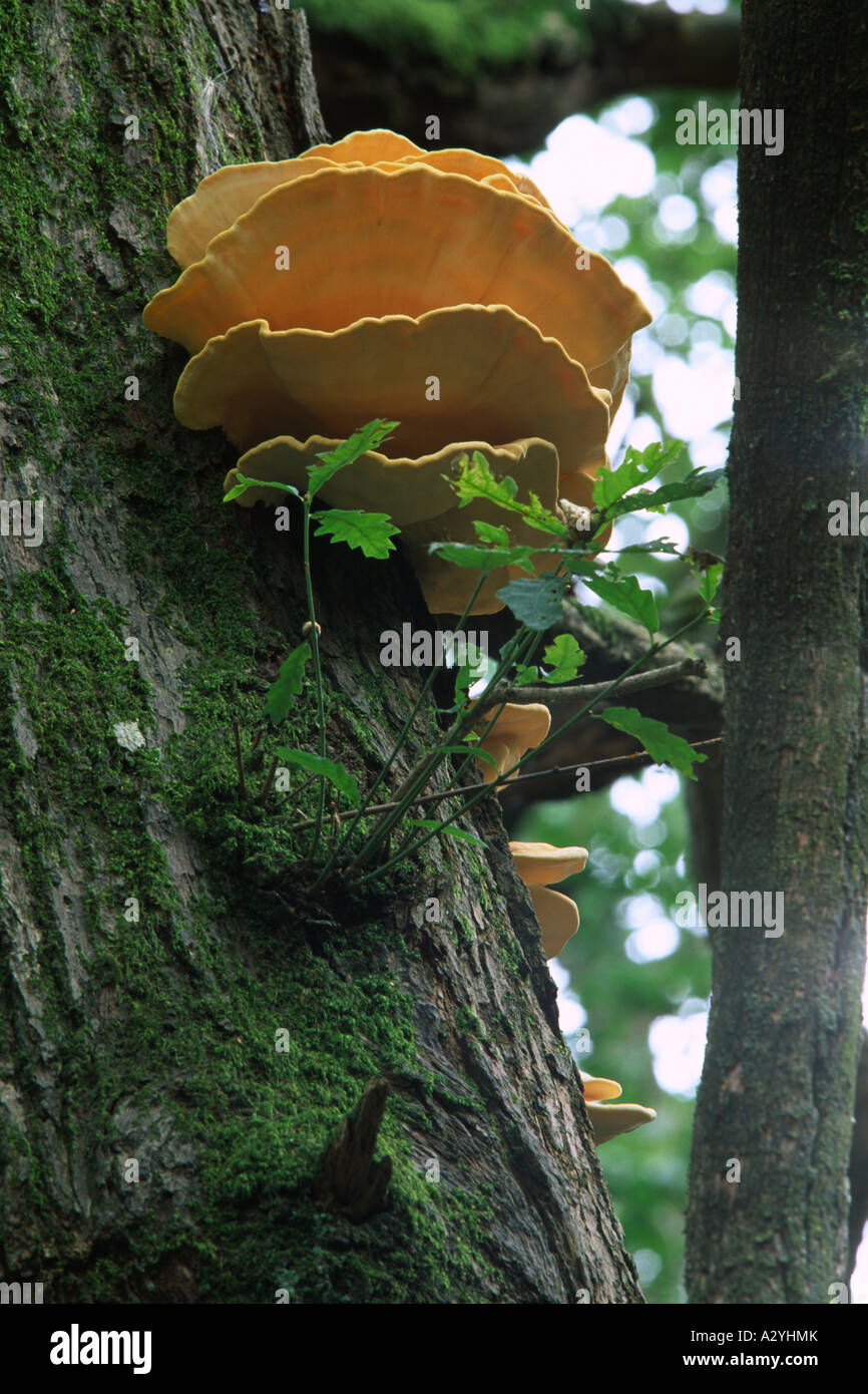 Pollo di boschi funghi (Laetiporus sulpureus) crescono fuori di una spaccatura nel tronco di un anziano quercia. Foto Stock