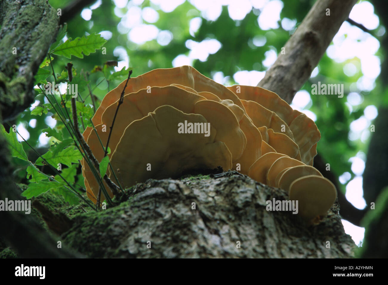 Pollo di boschi funghi (Laetiporus sulpureus) crescono fuori di una spaccatura nel tronco di un anziano quercia. Foto Stock