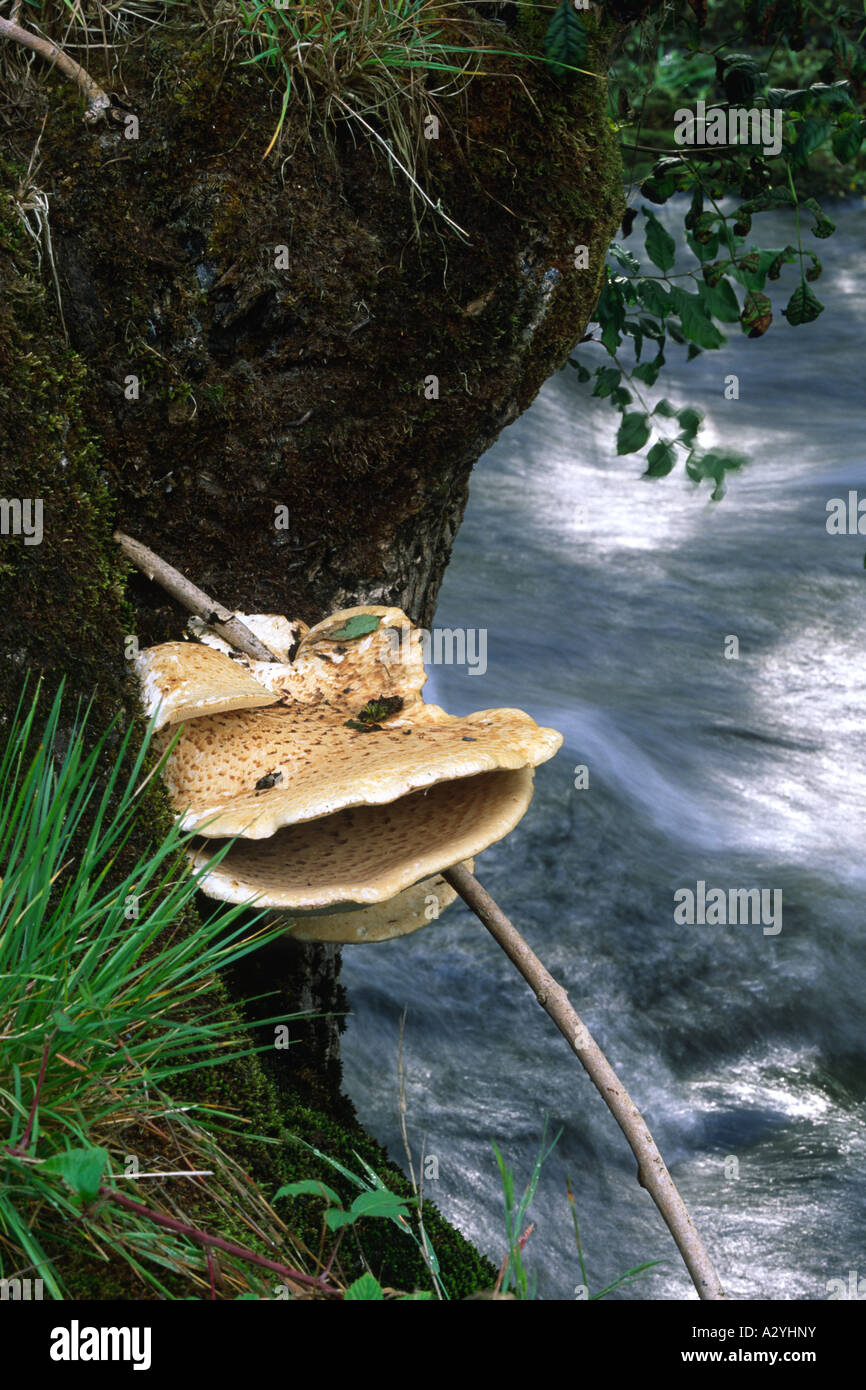 Della Driade funghi sella (Polyporus squamosus) cresce al di fuori di un pollarded frassino accanto al fiume Severn. Powys, Wales, Regno Unito. Foto Stock