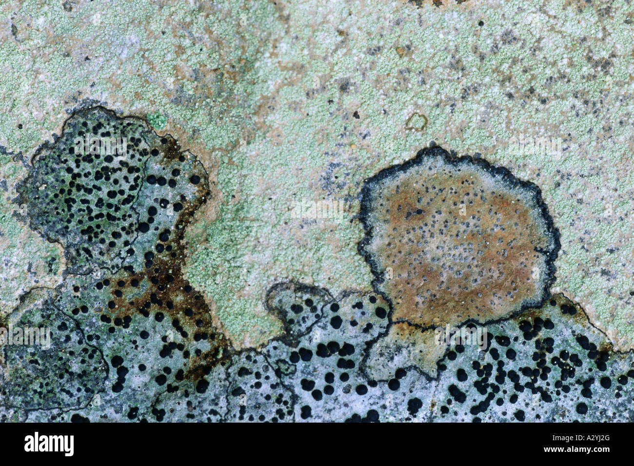 I licheni crescono su una superficie piana di scisti Silurian. Powys, Wales, Regno Unito. Foto Stock