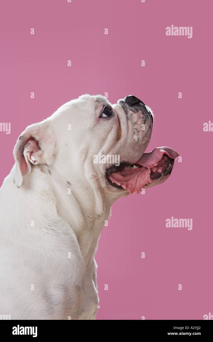 Profilo di un bulldog Foto Stock