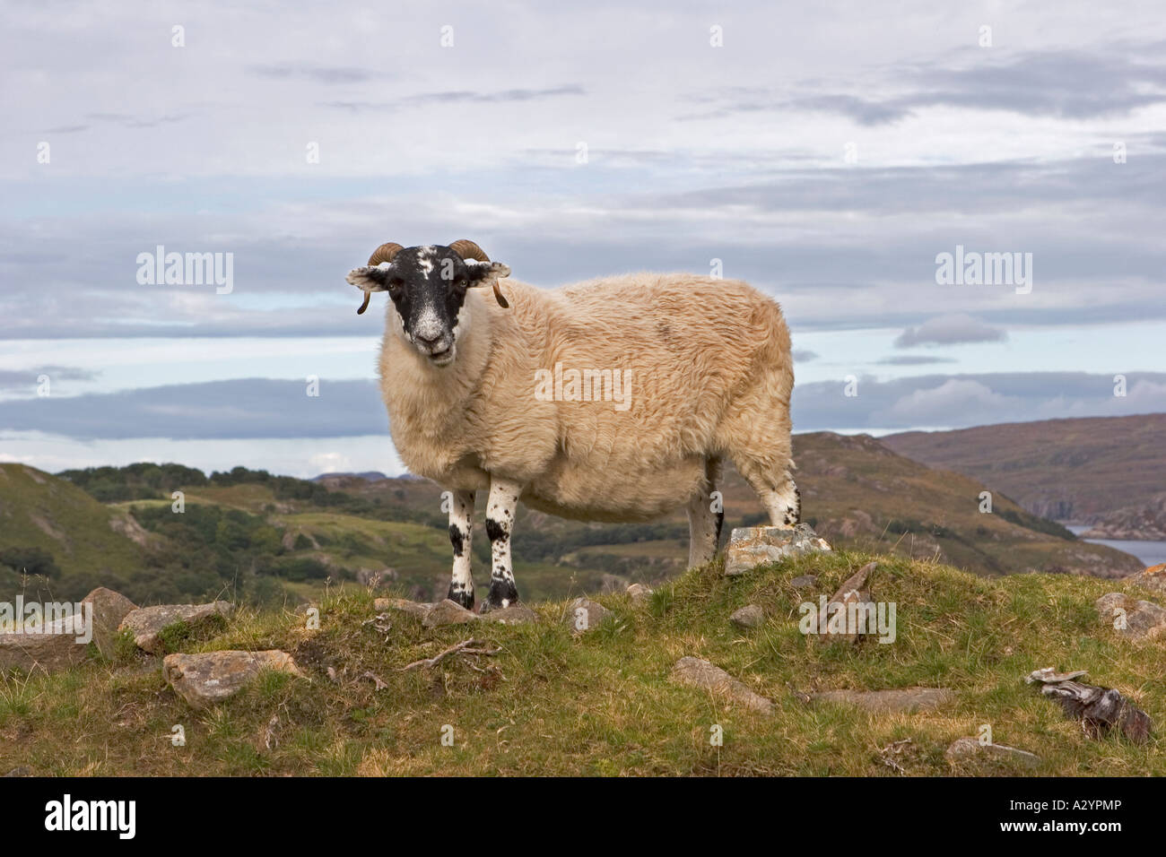 Faccia nera pecora con atteggiamento, Inverbain, vicino Shieldaig, Wester Ross, Highlands e le isole della Scozia, Regno Unito Foto Stock