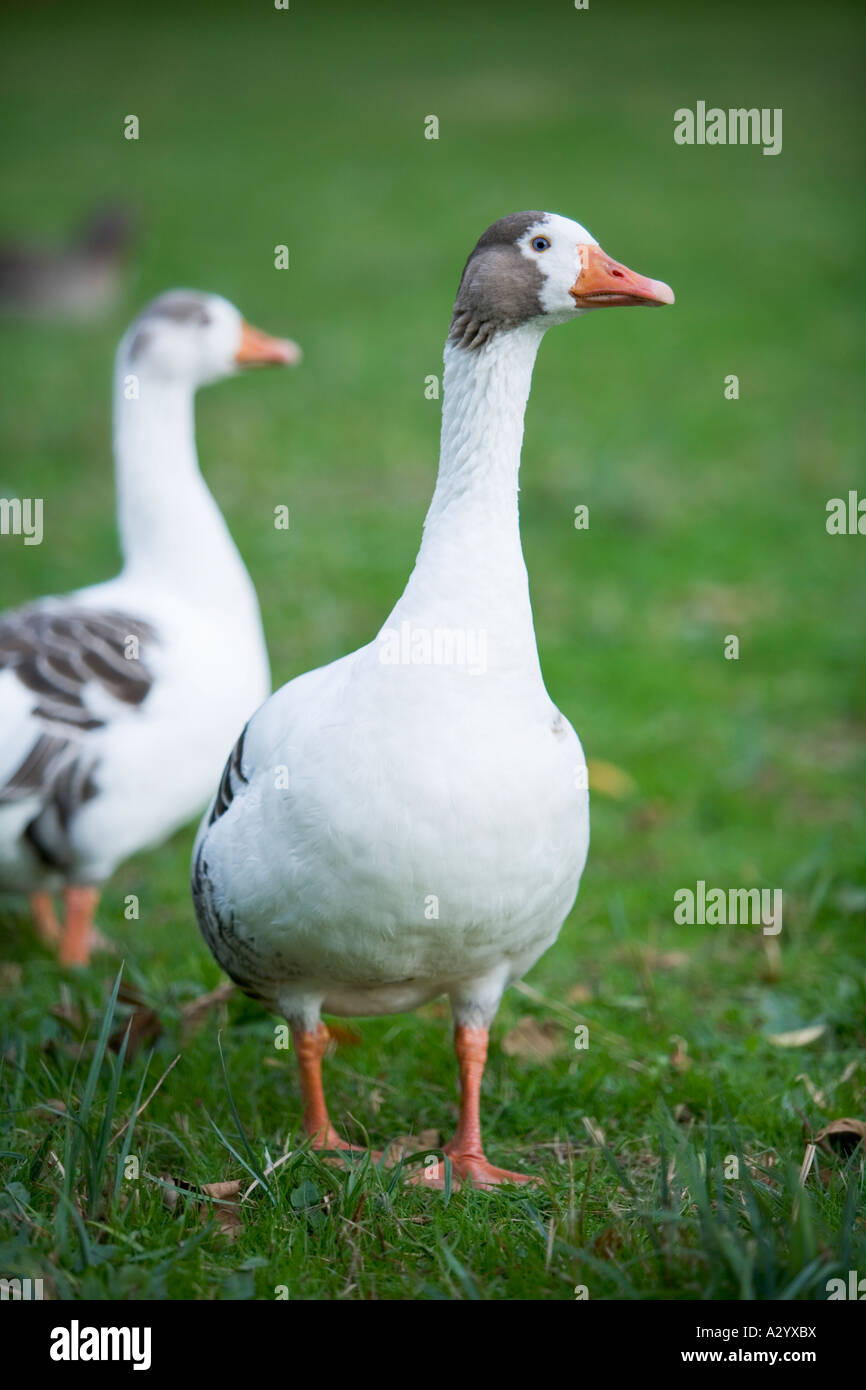 White Graylag goose Anser anser Foto Stock