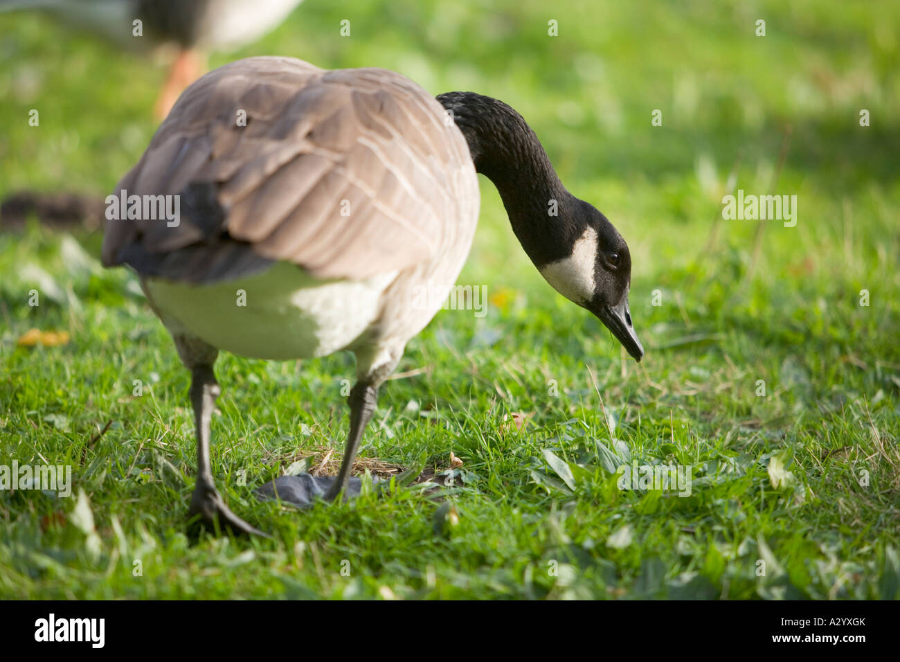 Canada Goose Branta canadensis rovistando per alimenti Foto Stock