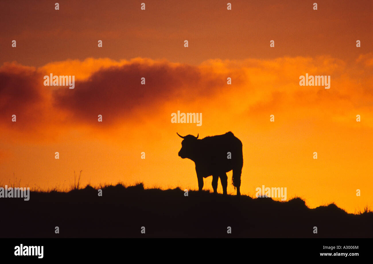 Mucca stagliano contro un cielo arancione all'alba. Connemara, nella contea di Galway, Irlanda. Foto Stock