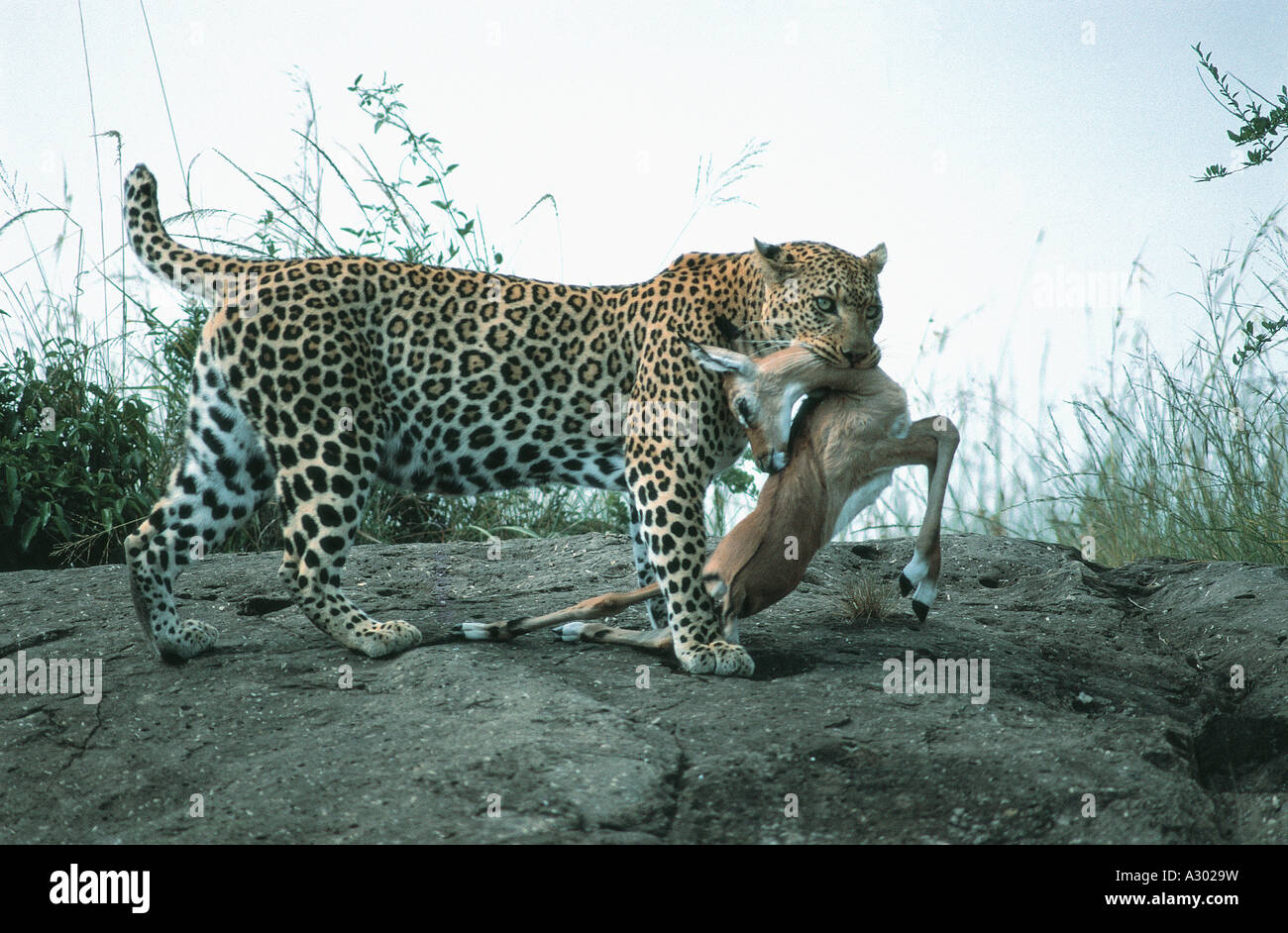 Leopard trascinando appena ucciso impala verso un albero nella Riserva Nazionale di Masai Mara Kenya Africa orientale Foto Stock