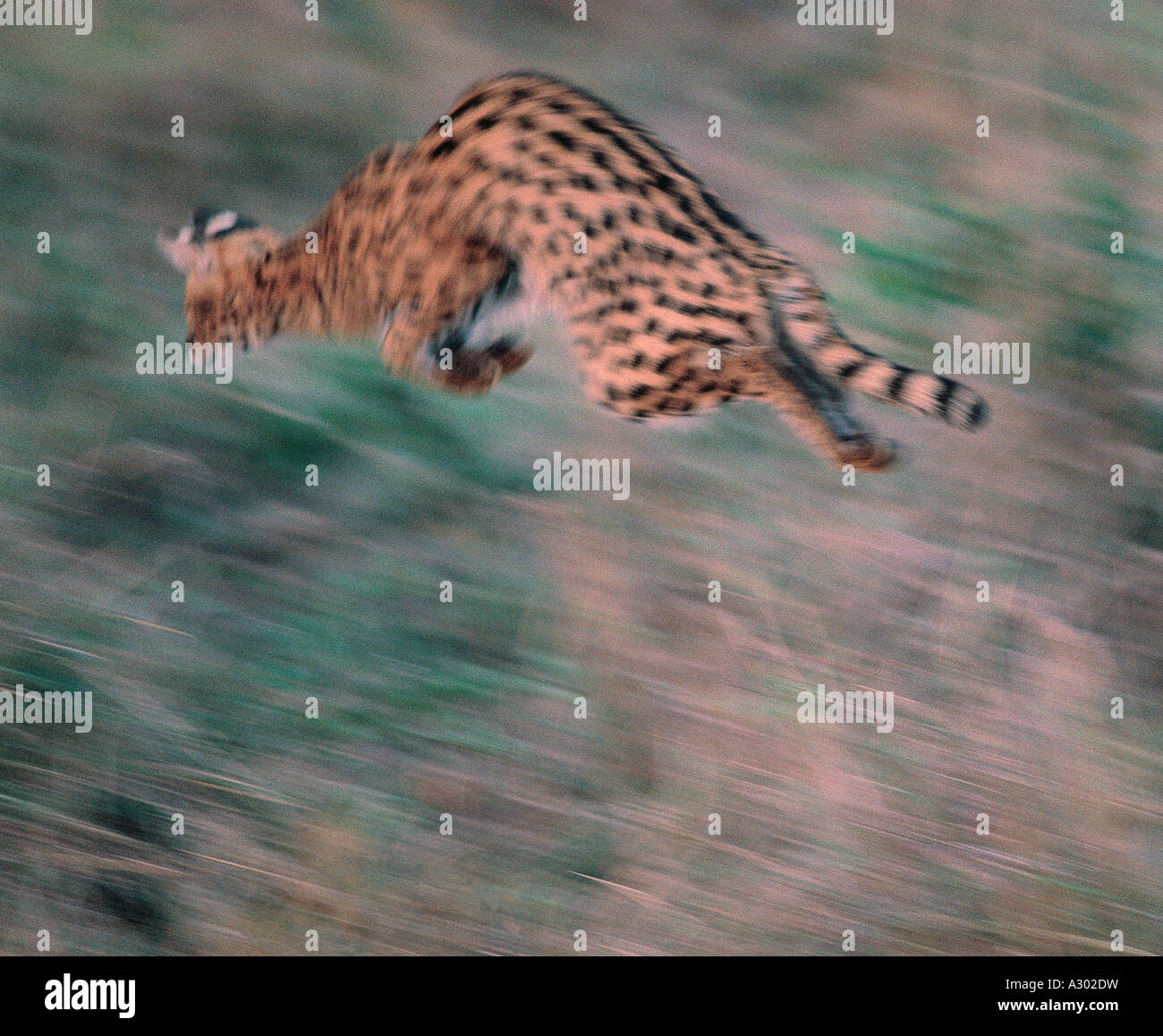 Serval cat jumping per la cattura della preda nella Riserva Nazionale di Masai Mara Kenya Foto Stock