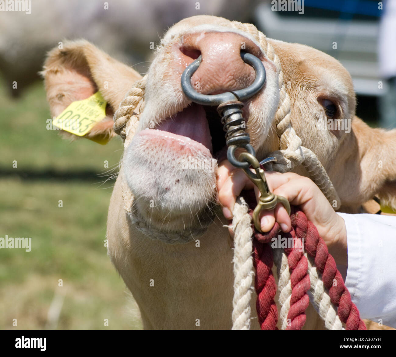 Ragazza con una mucca con un anello attraverso il suo naso Foto stock -  Alamy