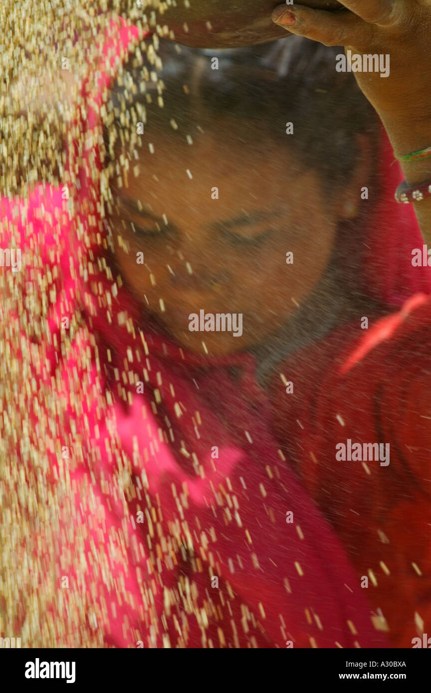 Ragazza in rosso sari spulatura frumento Rajasthan in India Foto Stock