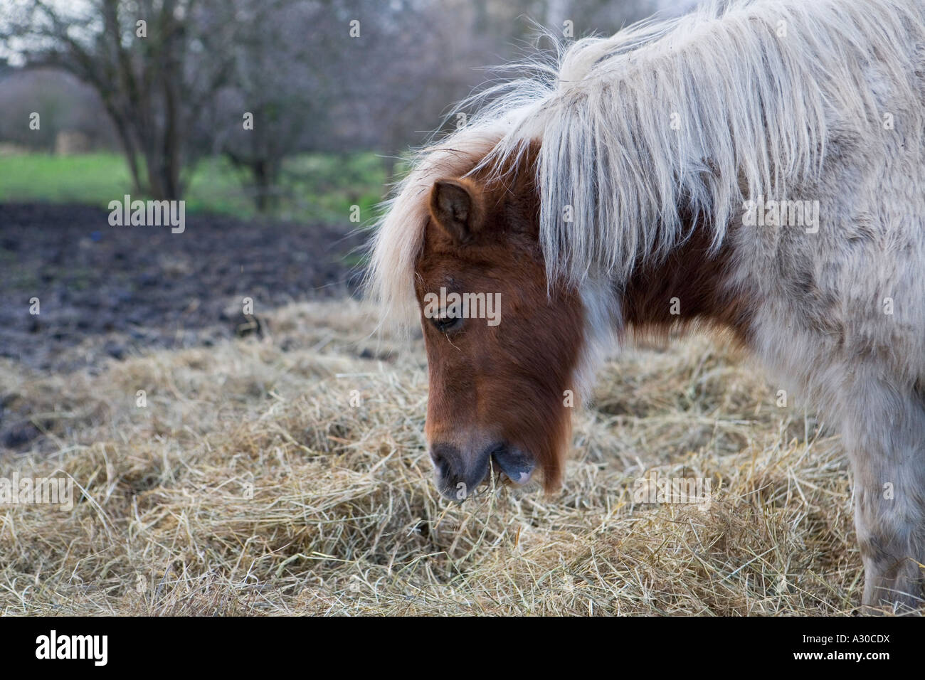 Pony Shetland su terreni incolti a Londra Foto Stock