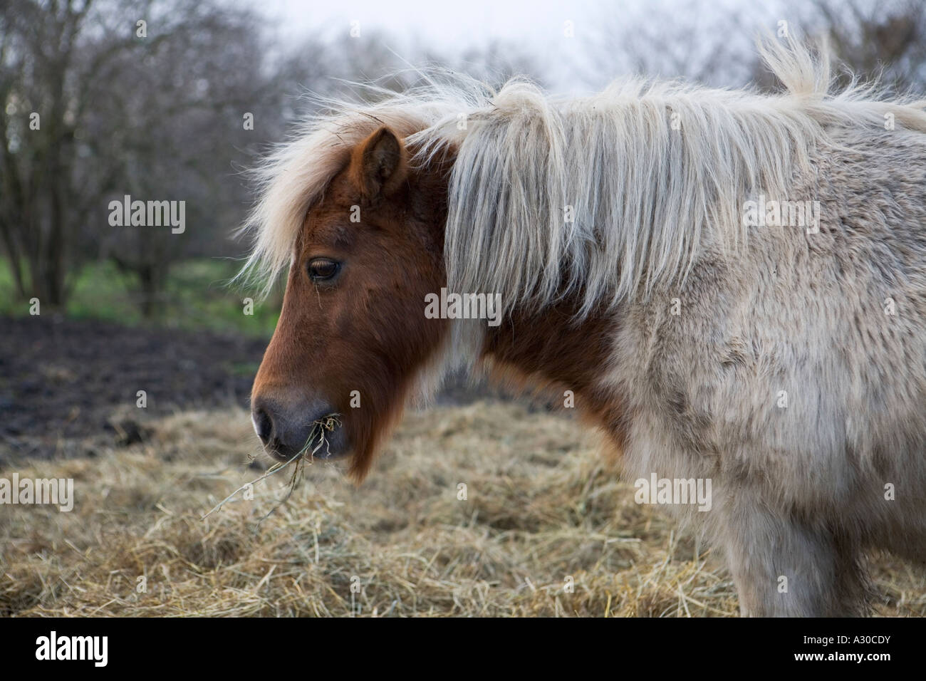 Pony Shetland masticare fieno su terreni incolti a Londra Foto Stock