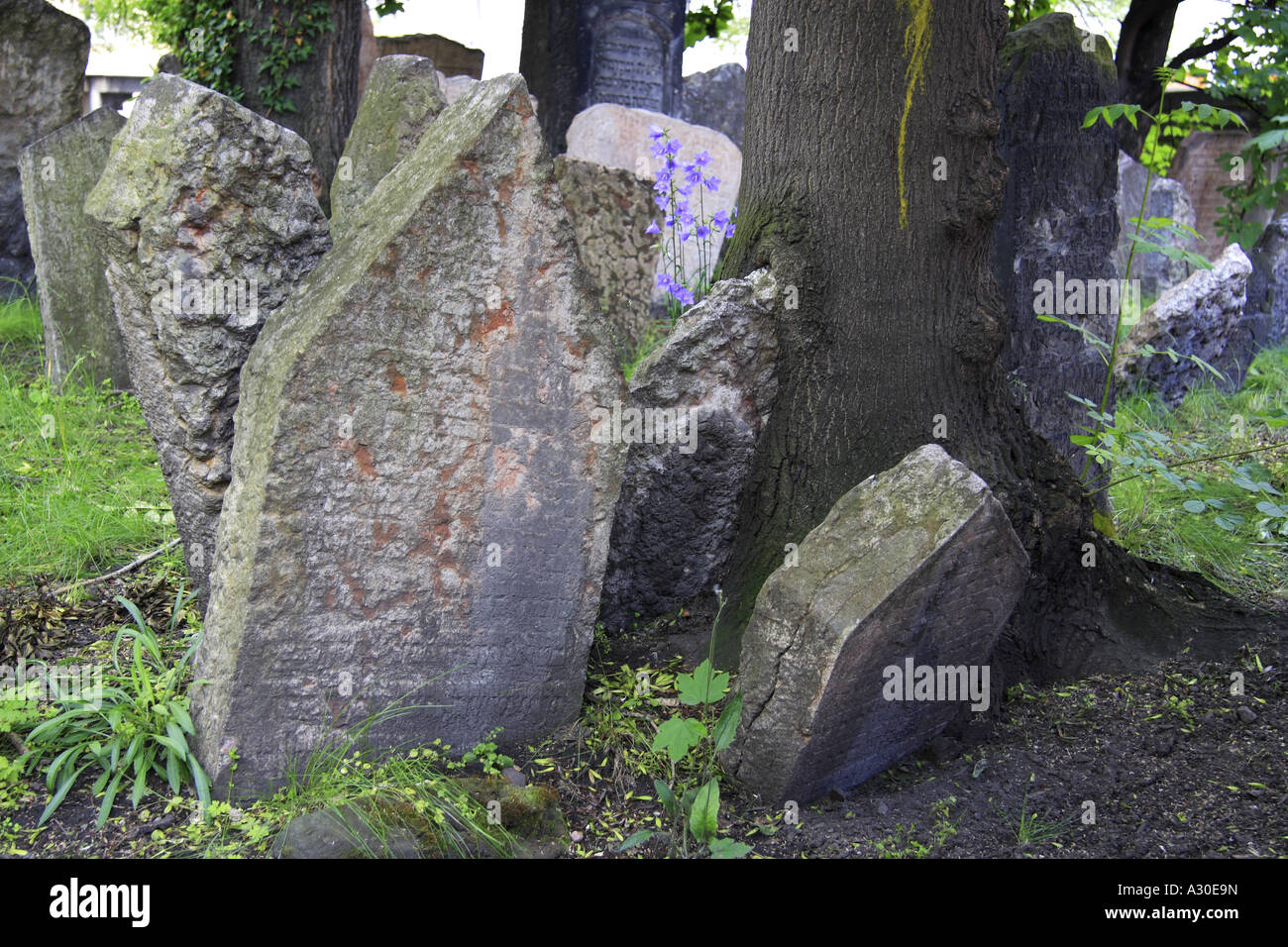 Cimitero ebraico di Praga Alcune lapidi sono così vecchia che gli alberi sono cresciute intorno a loro Foto Stock