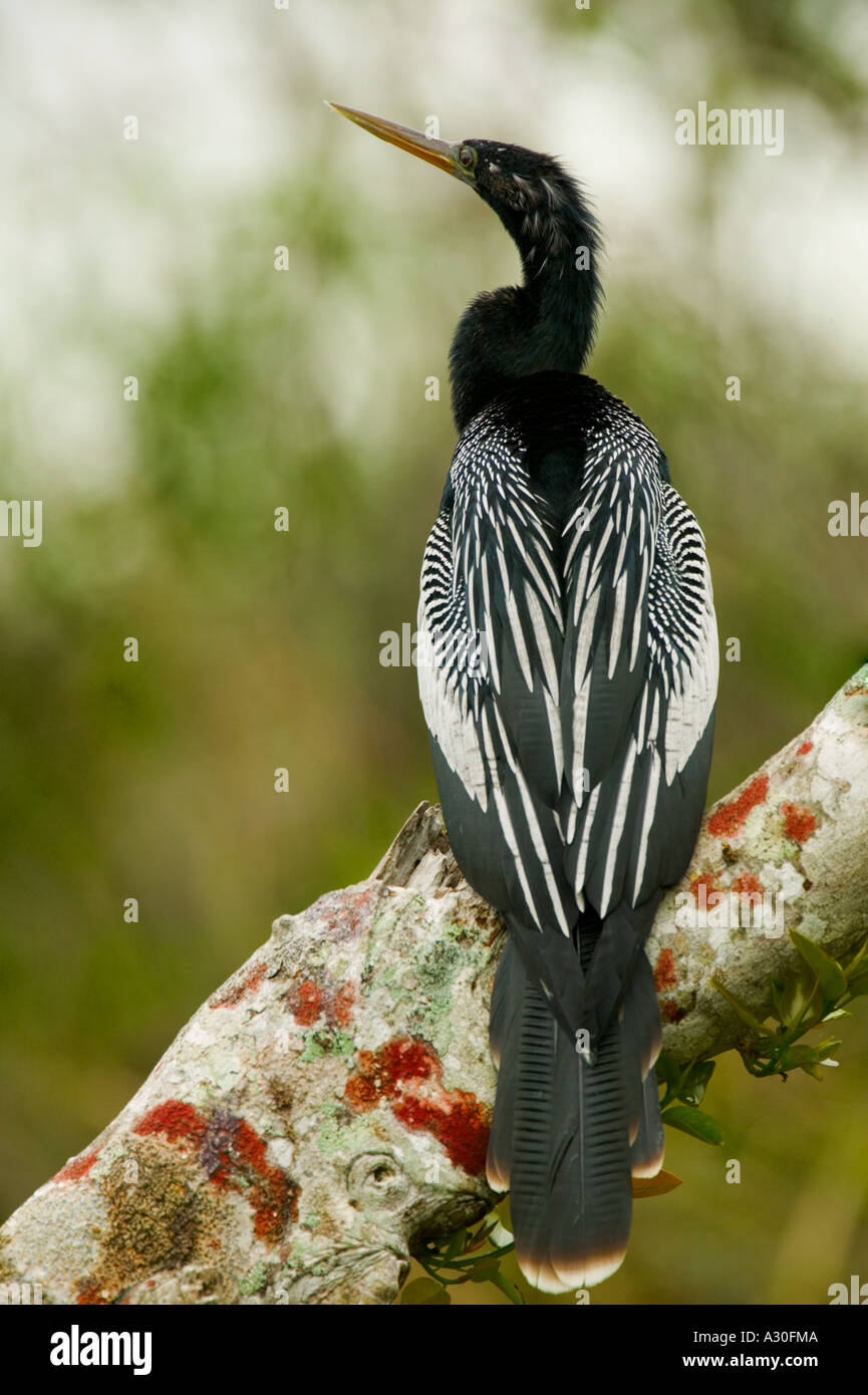 Anhinga Foto Stock