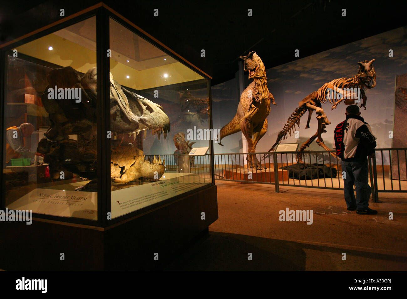 Tirannosauro cranio e dinosauri Carnotaurus esibiscono In il Mesozoico la Sala dei dinosauri al museo di Storia Naturale Exposition Park Los Ang Foto Stock