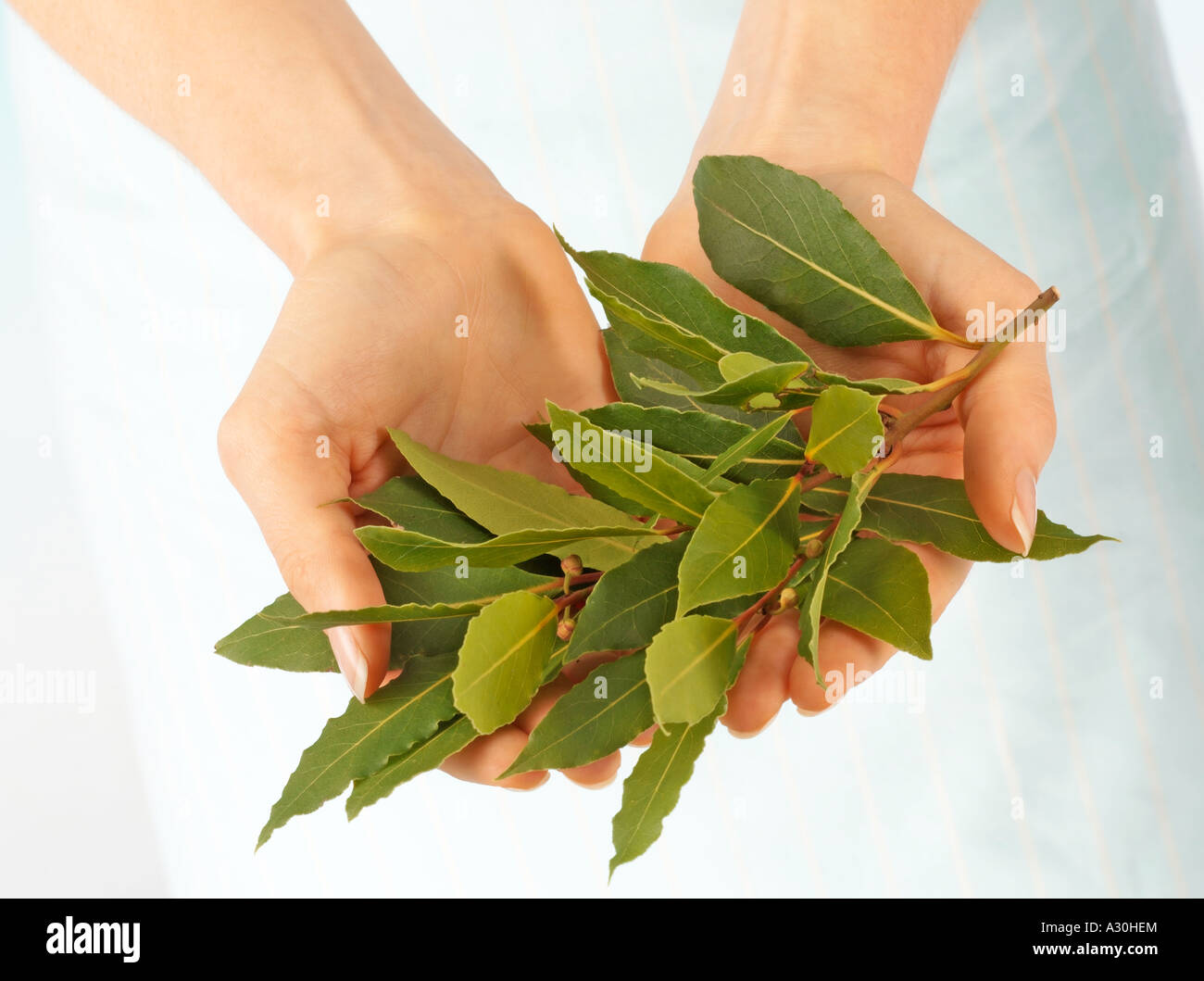 Donna che mantiene fresche le foglie di alloro Foto Stock