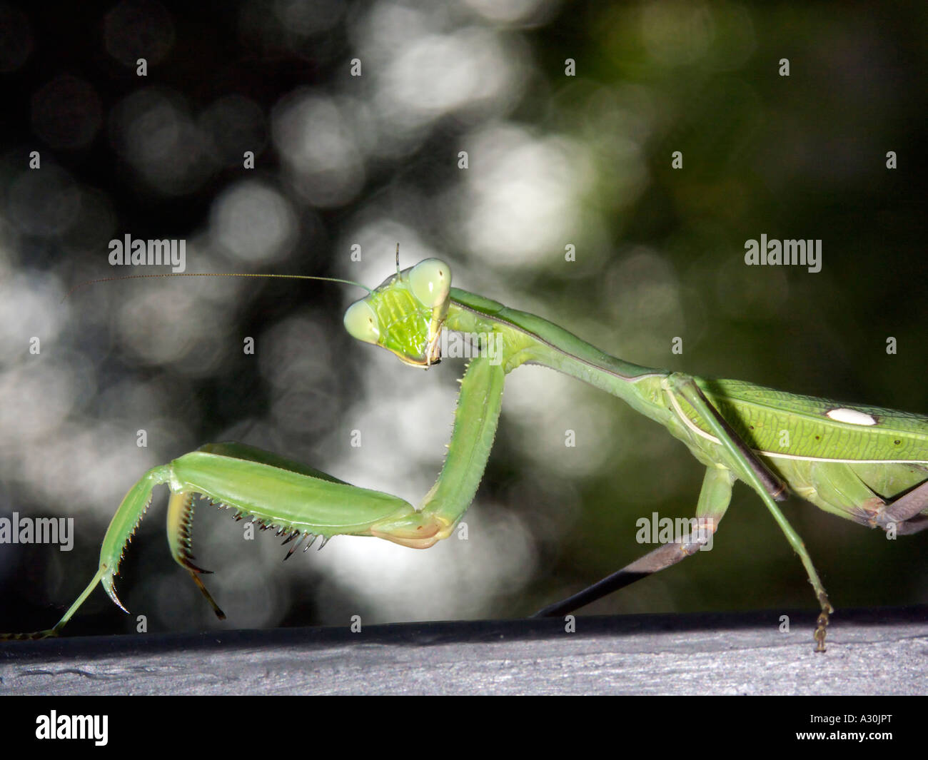 Mantide Religiosa (Sphodromantis viridis) in Spagna Foto Stock