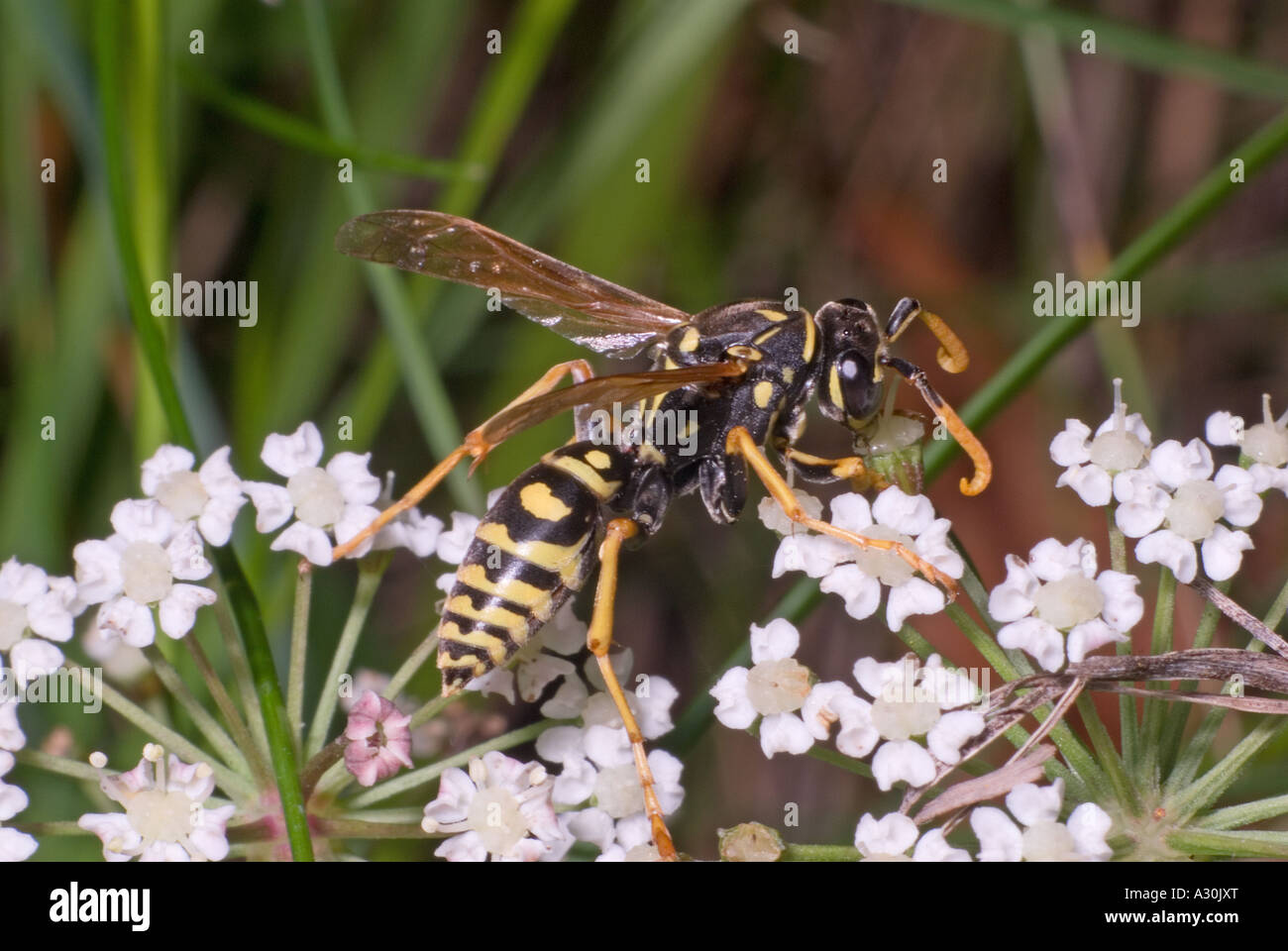 Pasta di carta europea (Polistes dominula). Slovenia, fine agosto. Foto Stock
