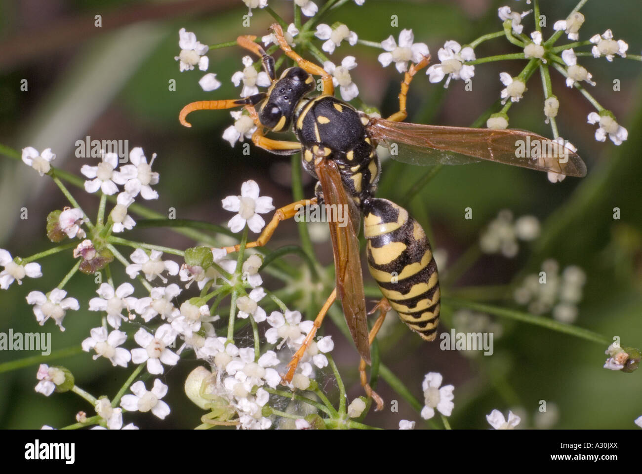 Pasta di carta europea (Polistes dominula). Slovenia, fine agosto. Foto Stock