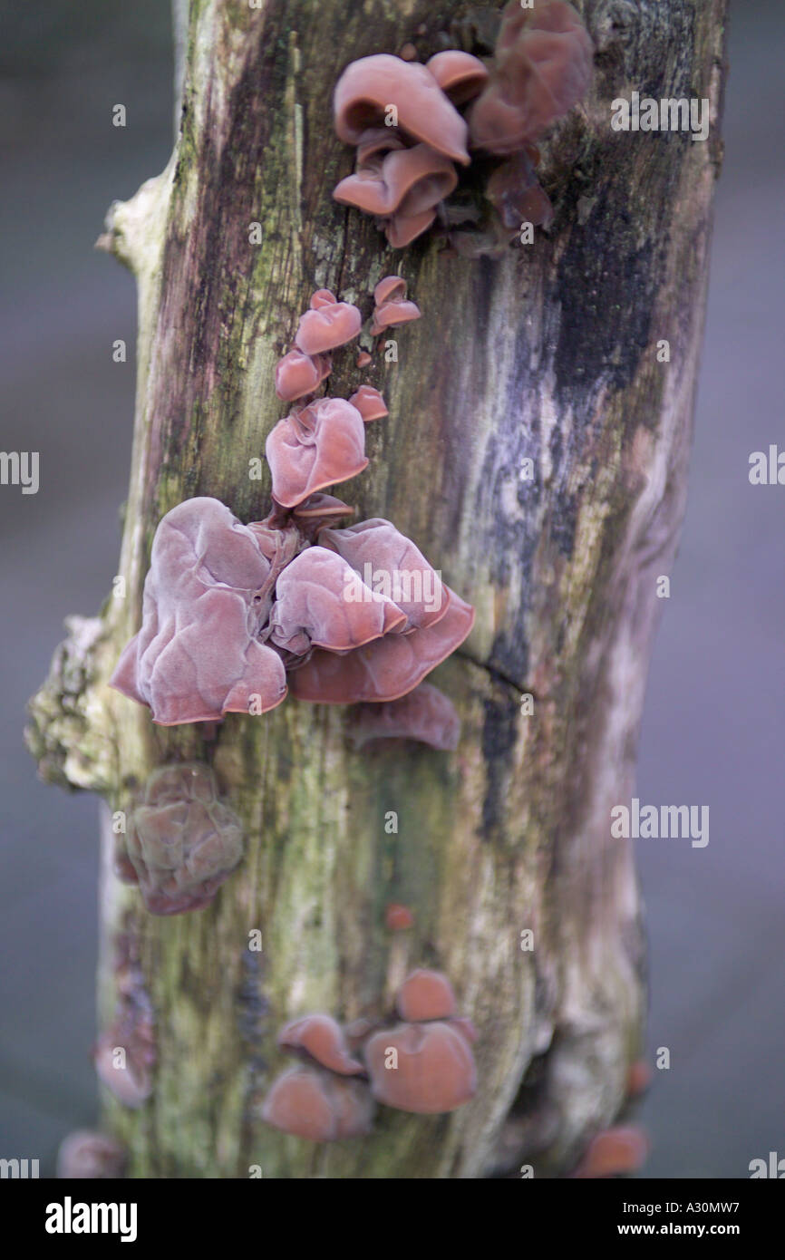 Foglia Argento fungo Foto Stock