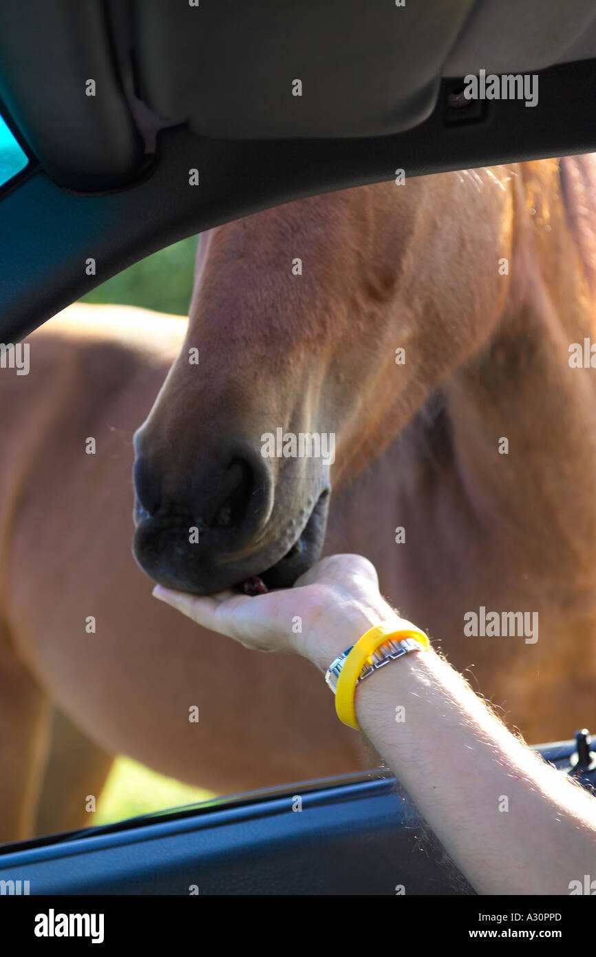 Pony essendo alimentata attraverso la Finestra Auto Foto Stock