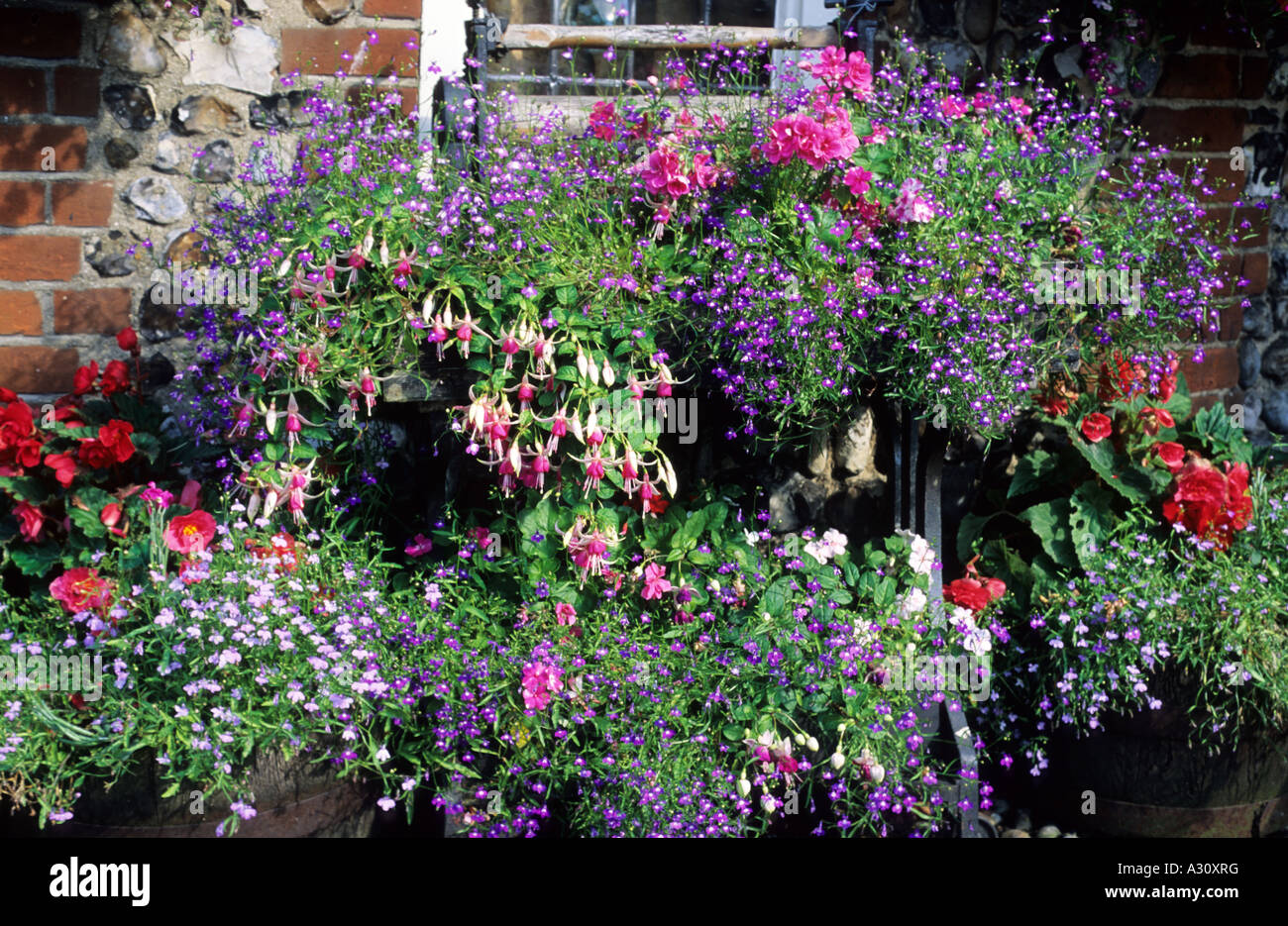 Contenitore Piante, fucsia, Begonia, su antiche mangle stand , pentole, piantatrici, patio giardino Foto Stock