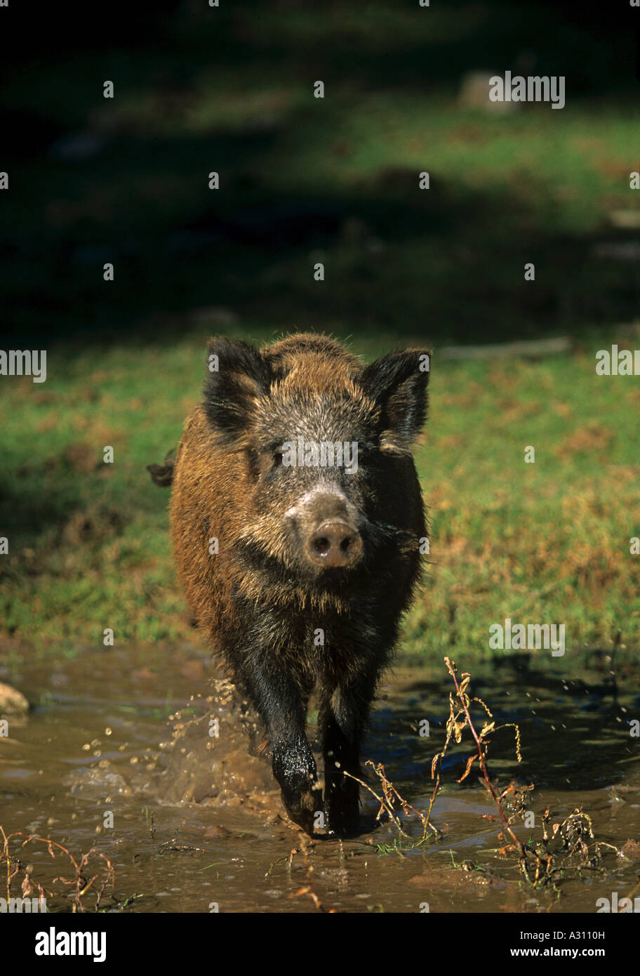 Giovani cinghiali - in esecuzione attraverso la piscina / Sus scrofa Foto Stock