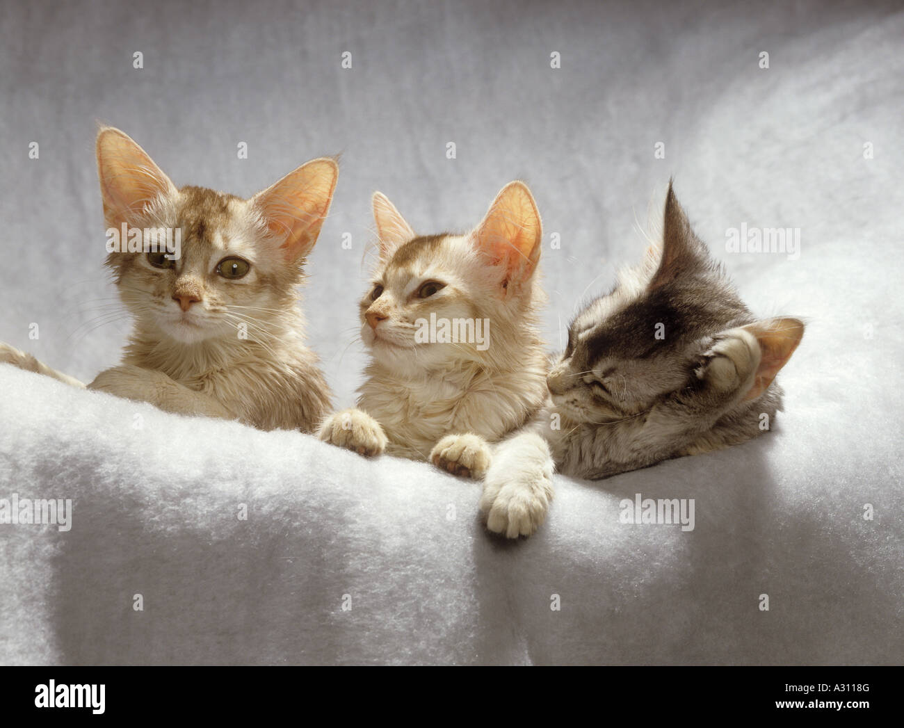 Tre gatti Somali sulla coperta Foto Stock
