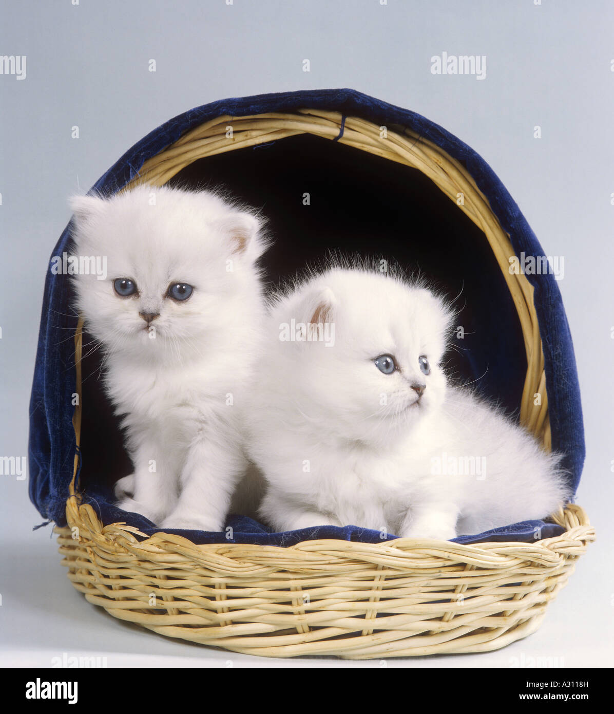 Due gattini persiano nel cestello Foto Stock