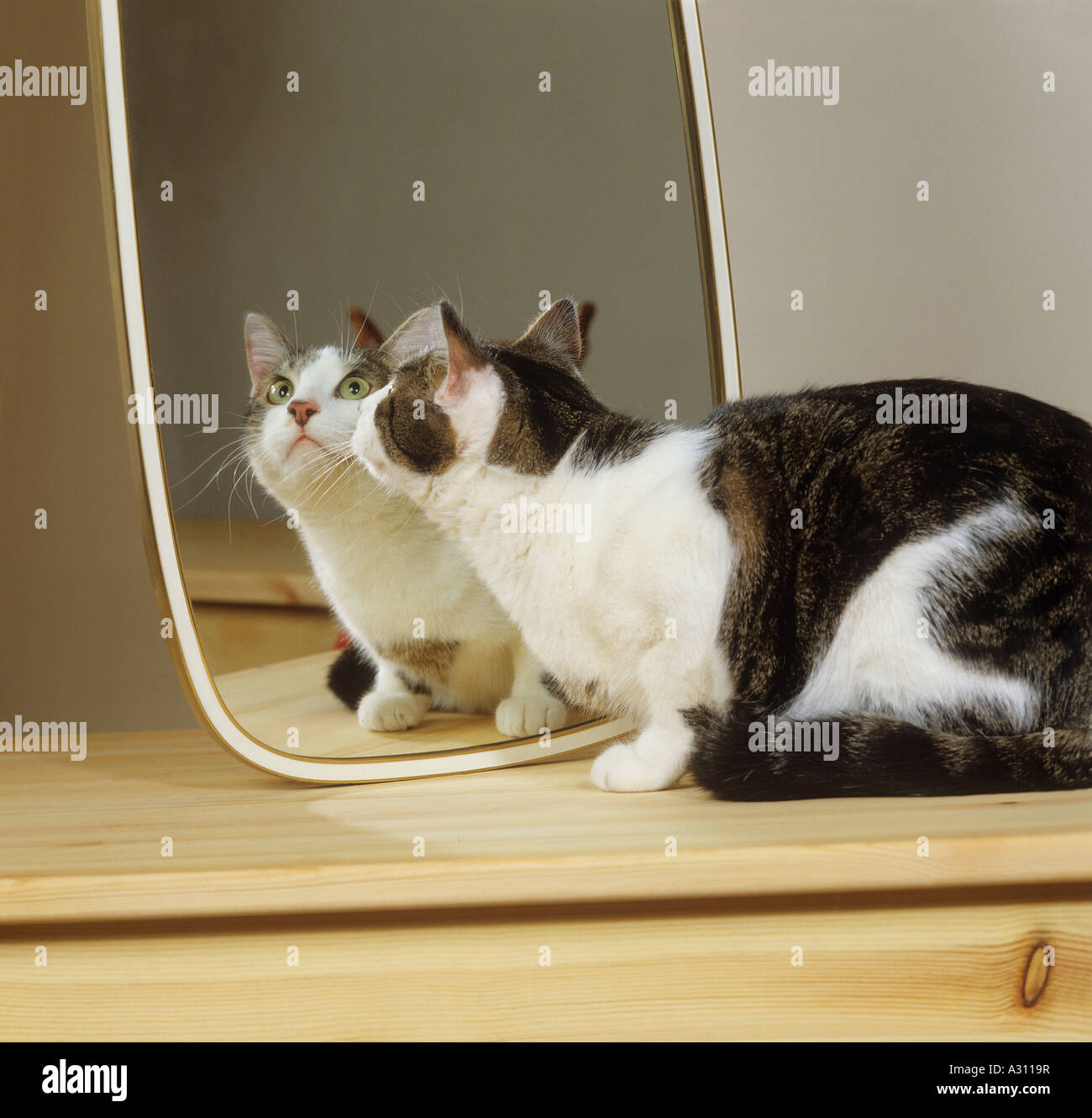 Il gatto domestico nella parte anteriore dello specchio Foto Stock