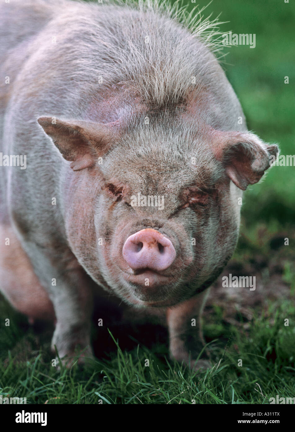 Il vietnamita panciuta pig Foto Stock