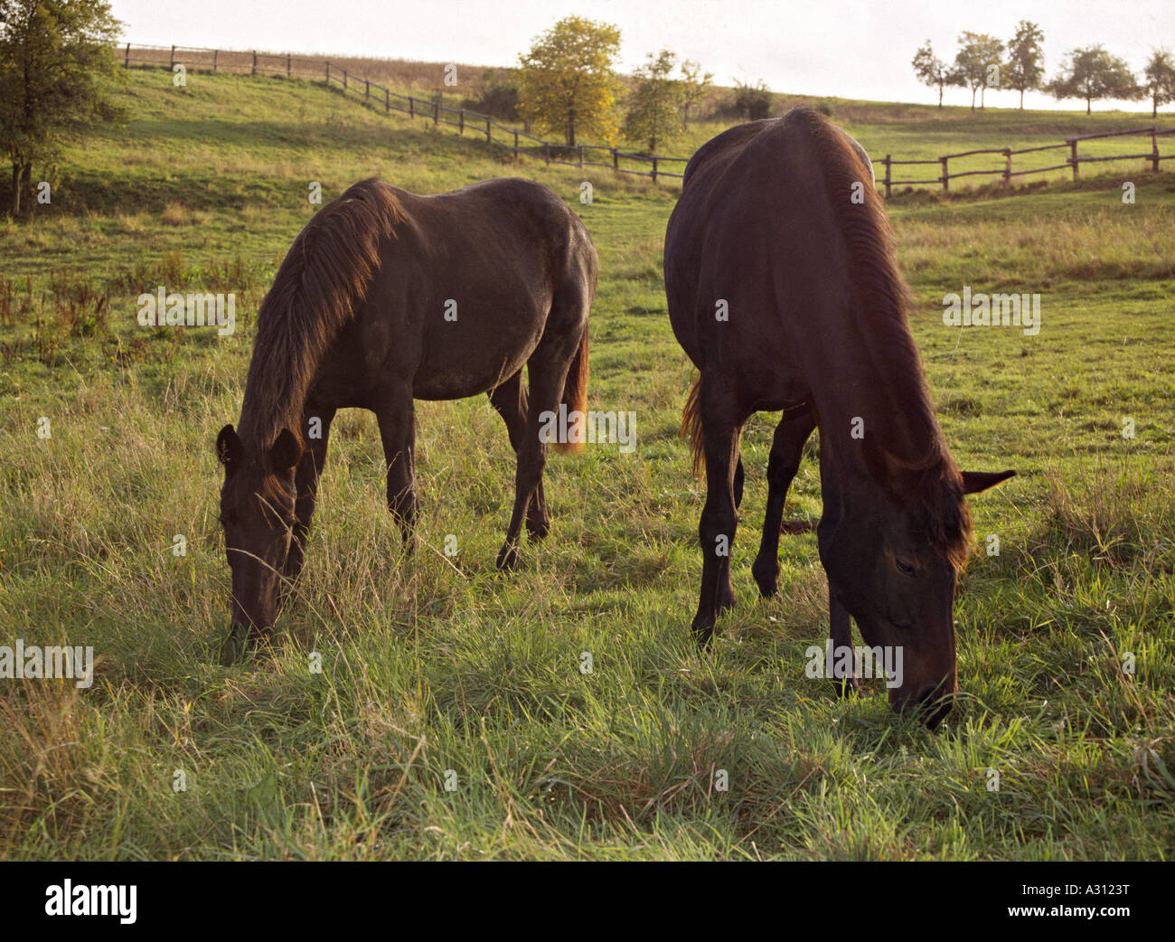 Due cavalli - sul prato Foto Stock