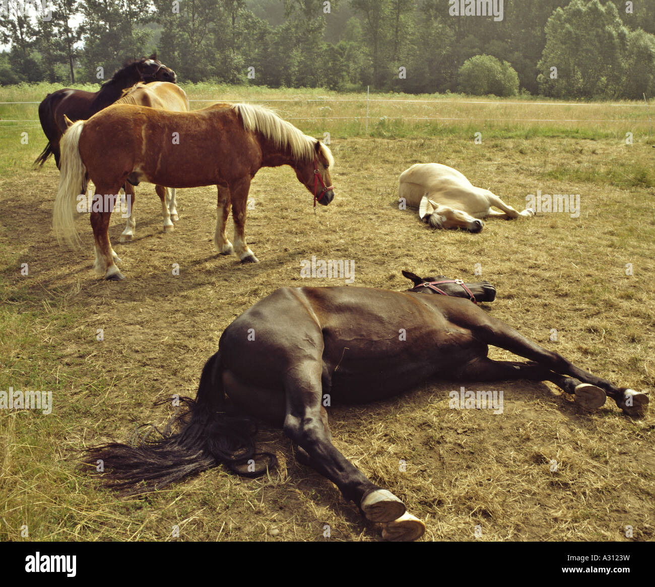 Cavalli - sul prato Foto Stock