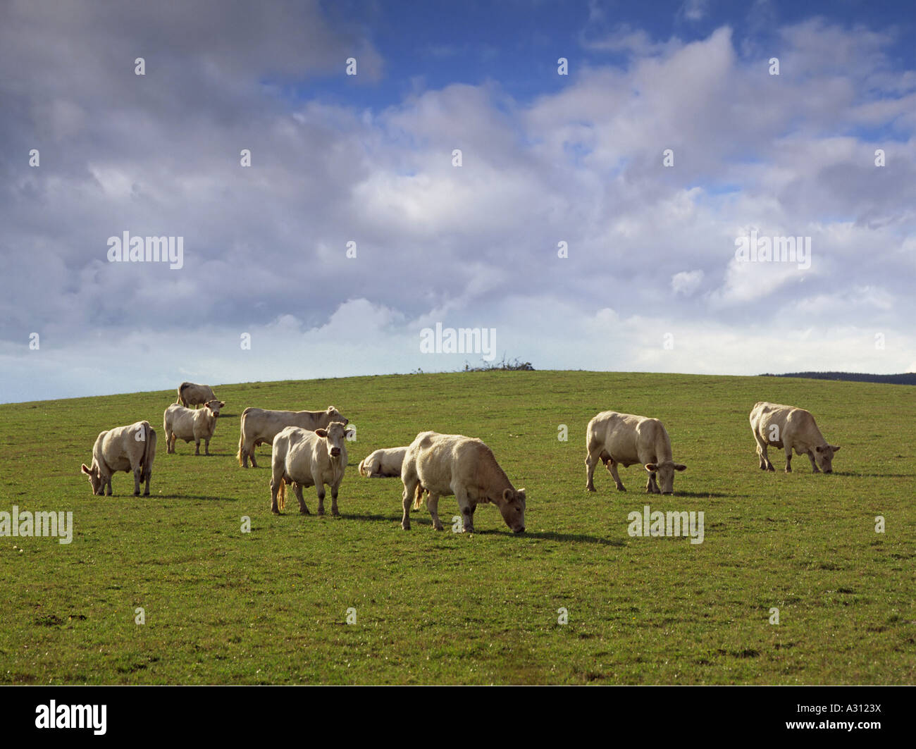 Charolais bovini - sul prato Foto Stock