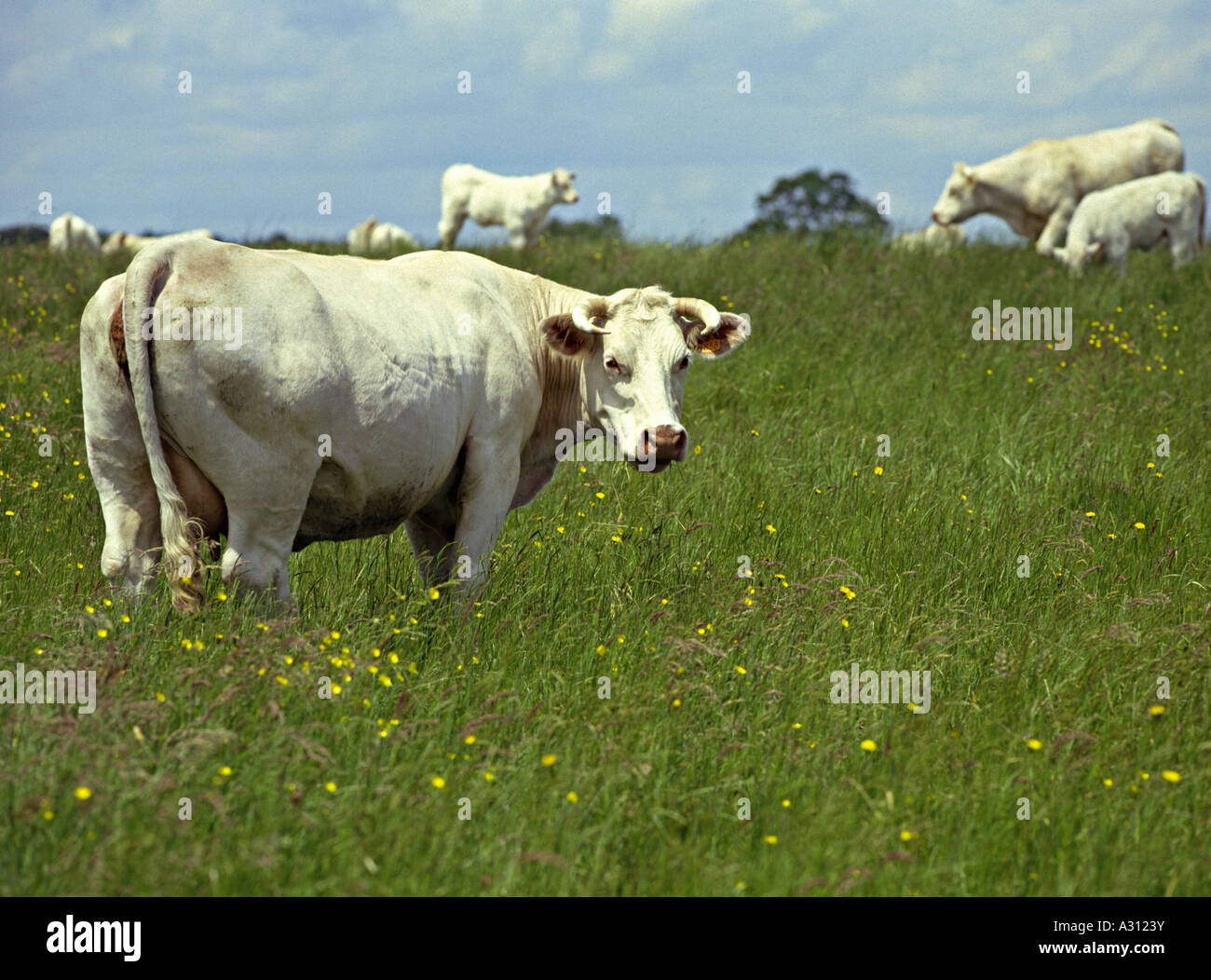 Charolais bovini - sul prato Foto Stock