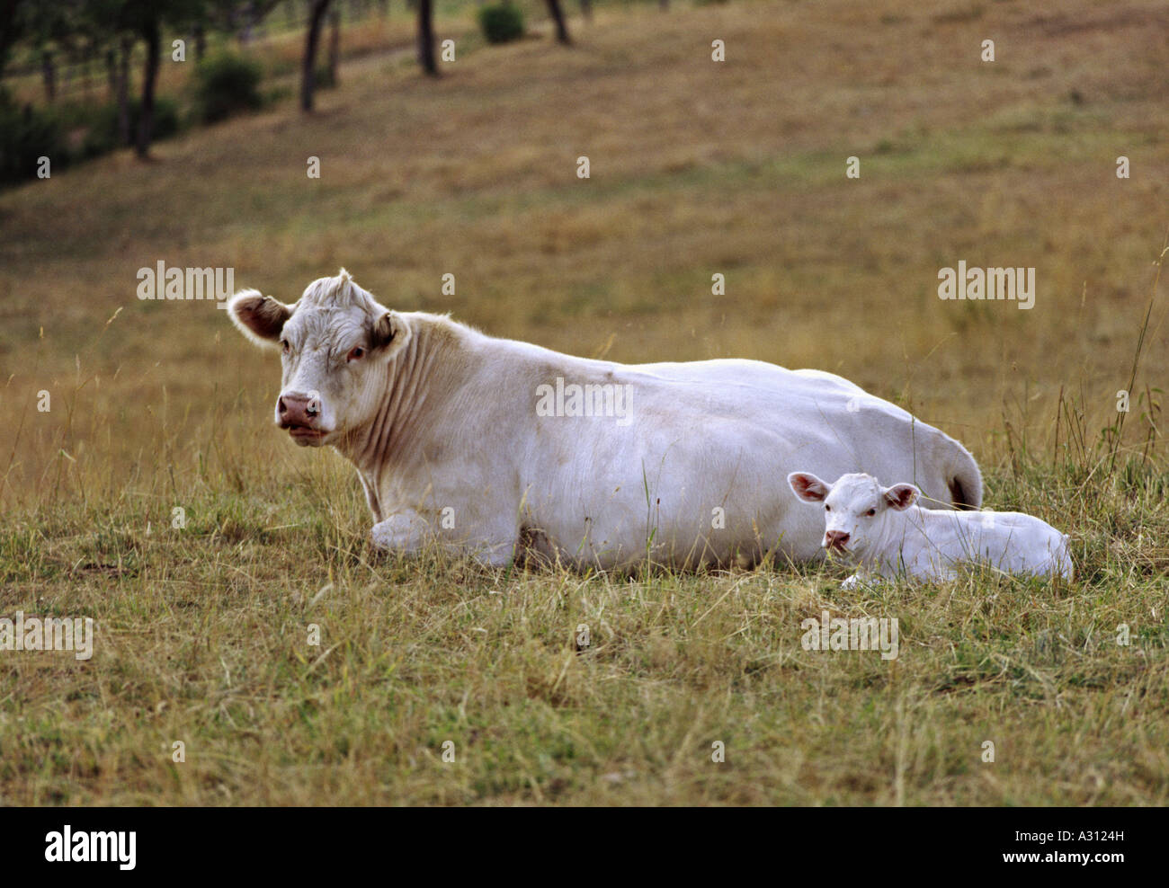 Charolais - mucca con vitello Foto Stock